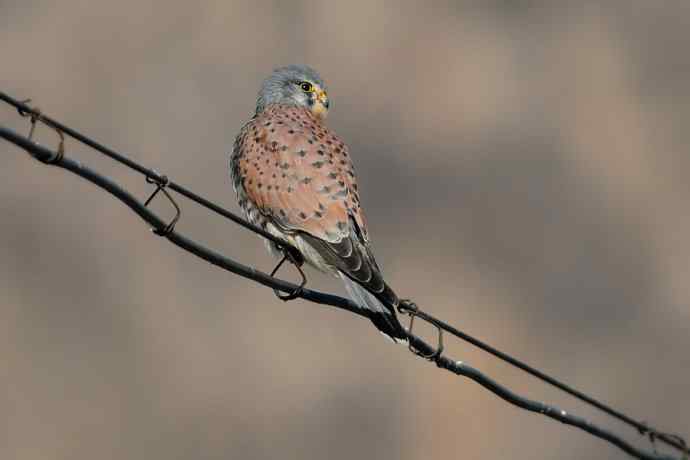 这只红隼很安逸