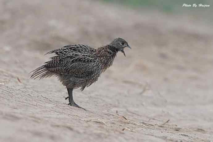 雾天鈥斺斠把己的早晨
