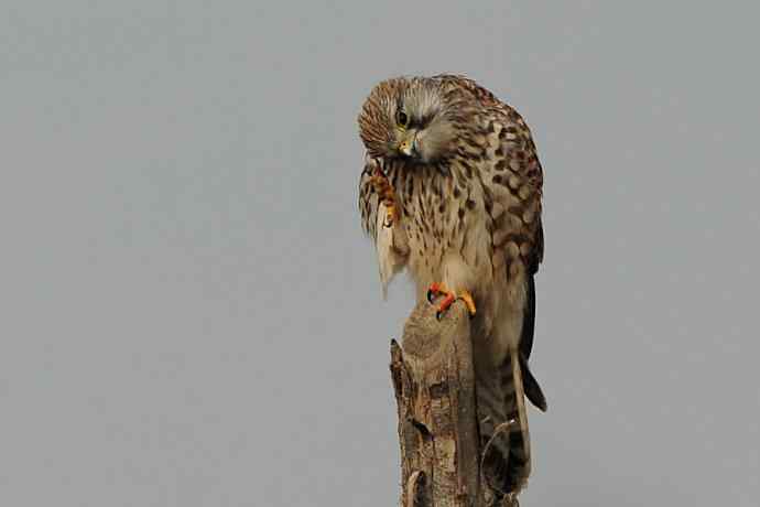 周末约会去（野鸭湖的红隼）