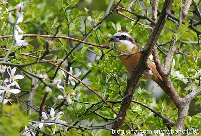 伯劳献寿 wbr生日感言