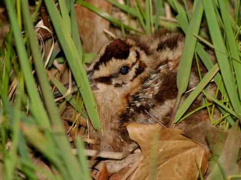 鸟类之最:小丘鹬 鸟类之最:小丘鹬