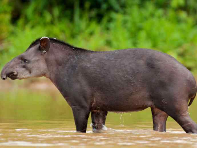 犬科：狐亚科食蟹狐属之食蟹狐