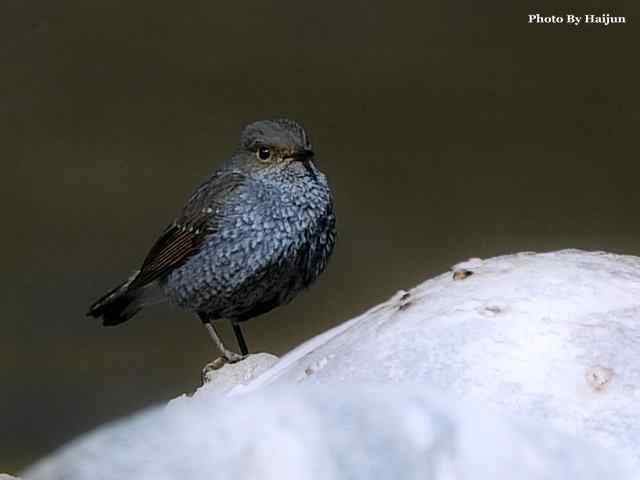 猎艳(红尾水鸲与白顶溪鸲) 猎艳(红尾水鸲与白顶溪鸲)