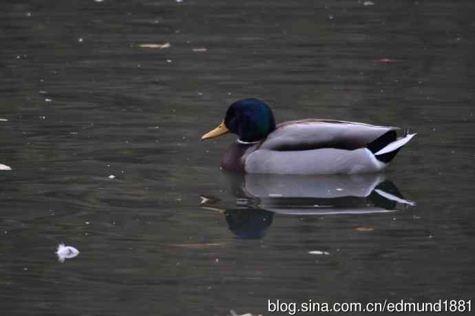 800mm的轻便大炮-望远镜摄影之习作