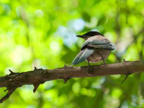 雀鸟也彪悍：赤练仙子（灰喜鹊）