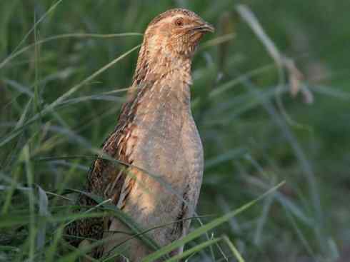 凤凰：传说的鸟原型探秘（鹌鹑）