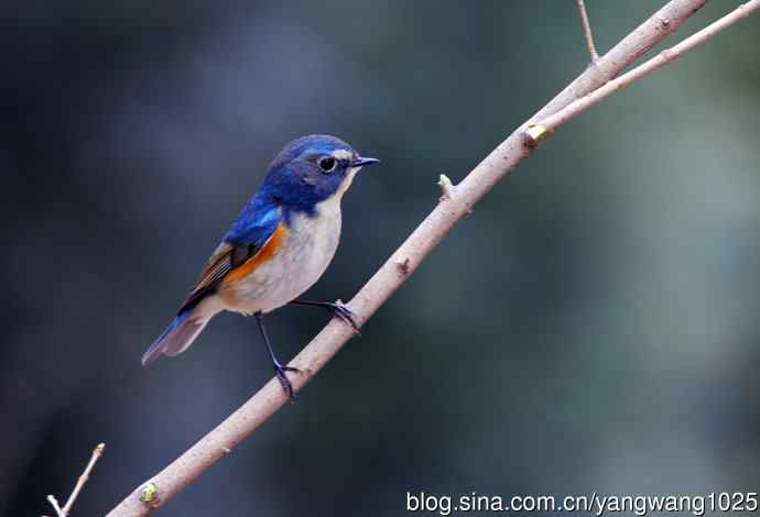 雄性红胁蓝尾鸲（1）