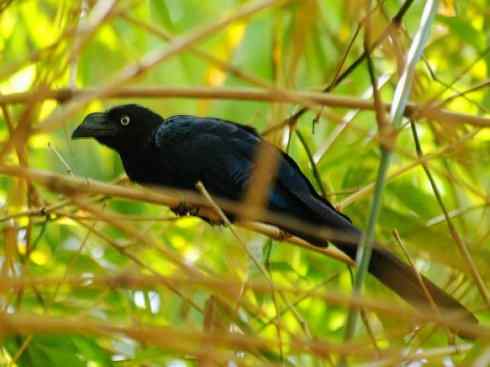 奇特的盔：大犀鹃