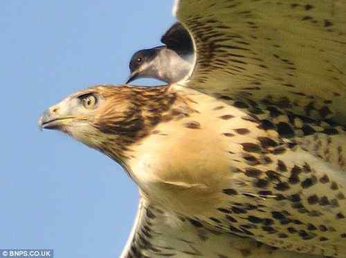 必胜鸟(热带王霸鹟) 以小胜大 骑身痛扁红尾鹰 必胜鸟(热带王霸鹟) 以小胜大 骑身痛扁红尾鹰