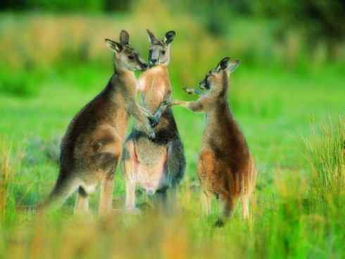 动物世界：山寨还是原创之八