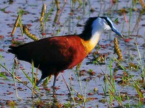 奇特的盔：非洲雉鸻