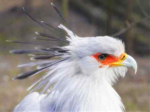 猎奇：十大奇异鸟类之三