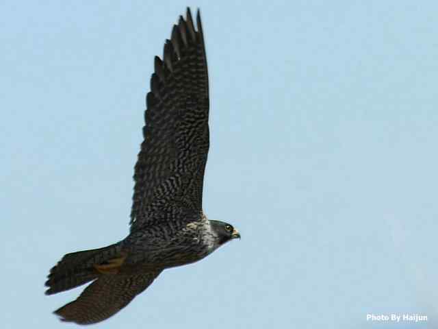 高速连拍游隼起飞瞬间