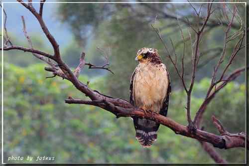 大冠鹫亞成 台湾特有鸟类