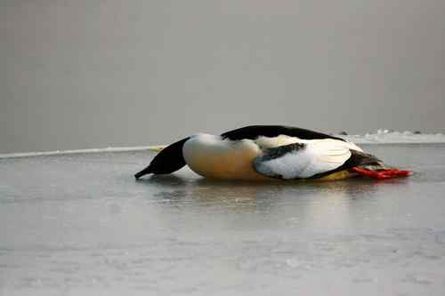 为它们祈祷 死去的银鸥和野鸭