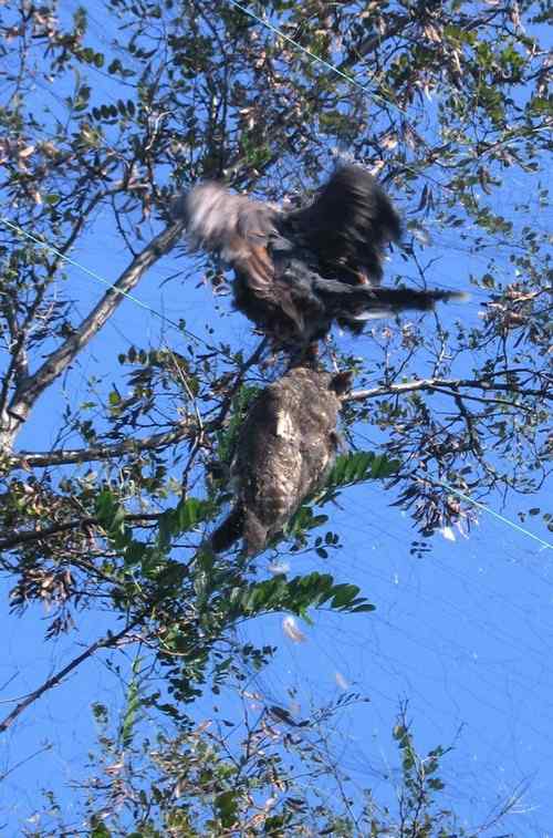 这些年干的这些（护鸟爱鸟）事