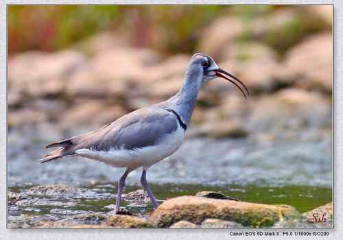 北京白河峡谷－鹮嘴鹬（大图）