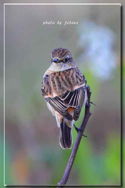 黑喉鴝【组图】