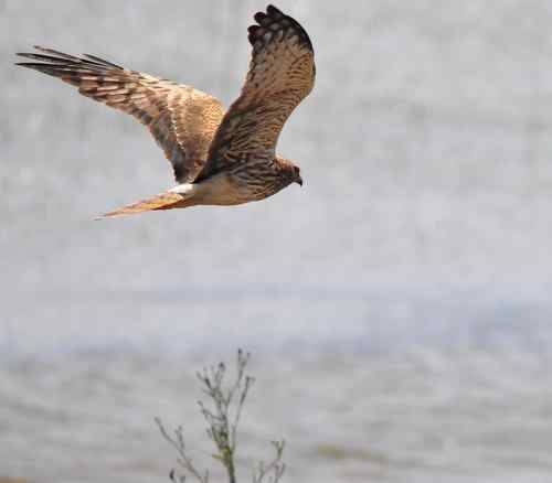 这一组是白尾鹞吧？