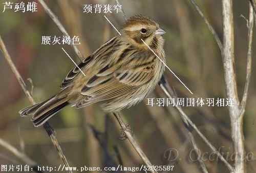 几种鹀的识别：芦鹀、苇鹀、红颈苇鹀
