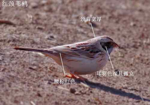 几种鹀的识别：芦鹀、苇鹀、红颈苇鹀