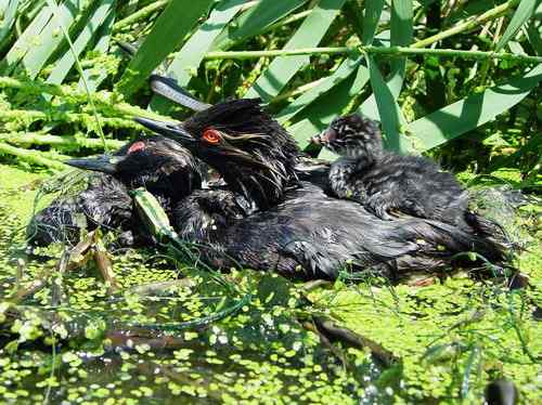绝唱--相依生死线：情深的一家黑颈鸊鷉