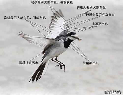 黑背鹡鸰辨别初探
