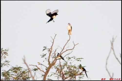艰难生存的黑翅鸢