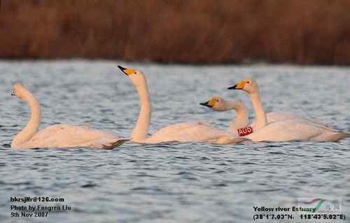 环志鸟观察需要提供的信息