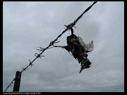 凋零的生命：冰冷的铁蒺藜