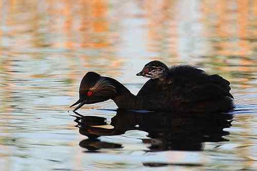 绝唱  相依生死线：情深的一家黑颈鸊鷉