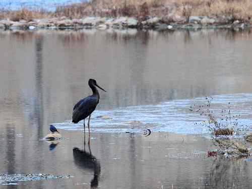什么叫一举两得？