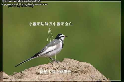 黑背鹡鸰辨别初探