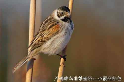 几种鹀的识别：芦鹀、苇鹀、红颈苇鹀