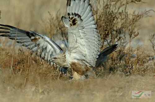毛脚鵟与老鼠 请欣赏