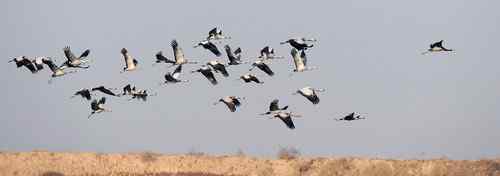 两只白枕鹤迁徙时中毒同伴哀鸣不肯离去