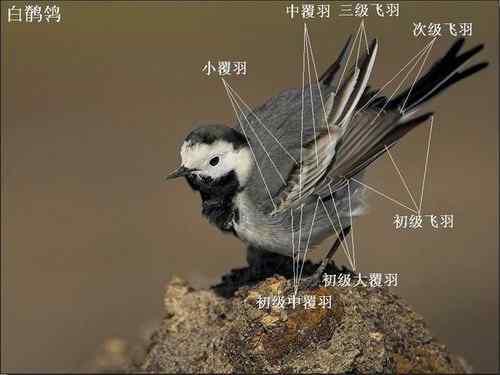 黑背鹡鸰辨别初探