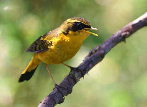 处理鸟图需用什么样配置的电脑设备?