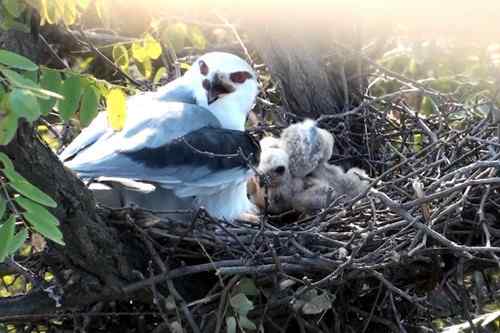 艰难生存的黑翅鸢