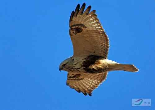 毛脚鵟与老鼠 请欣赏