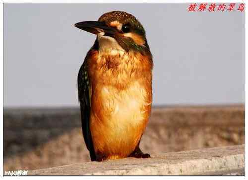 济南鸟人抢救小翠