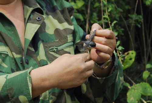 鸟友同花顺在董寨勇救小红(红头幼鸟)