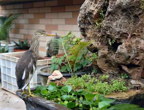 救护池鹭雏鸟的的两个月