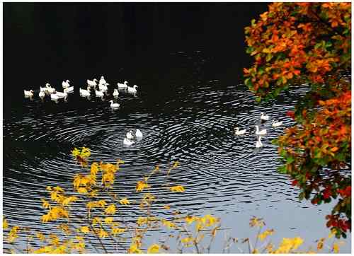 秋水白鹅