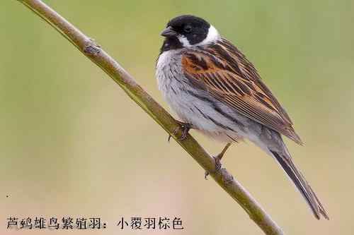 几种鹀的识别：芦鹀、苇鹀、红颈苇鹀