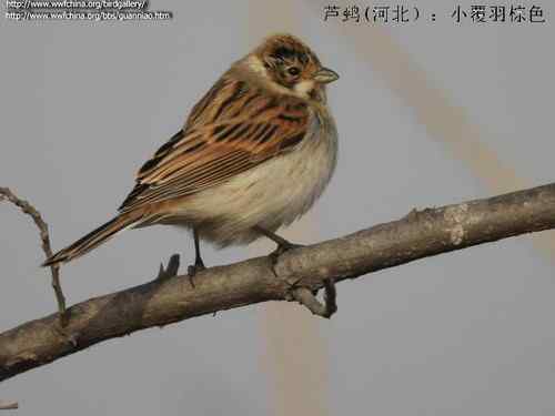 几种鹀的识别：芦鹀、苇鹀、红颈苇鹀