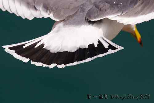 在美国几乎看不到的黑尾鸥