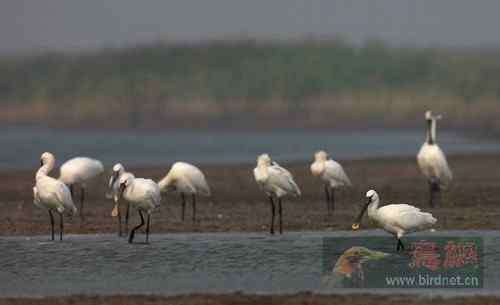 国家二级保护动物  秋季白琵鹭
