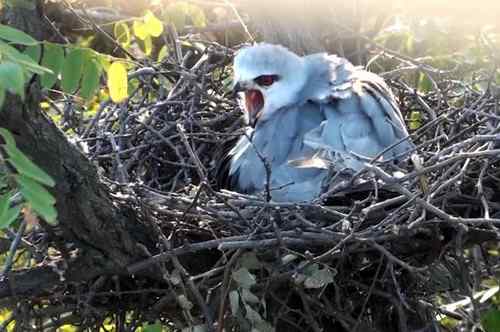 艰难生存的黑翅鸢