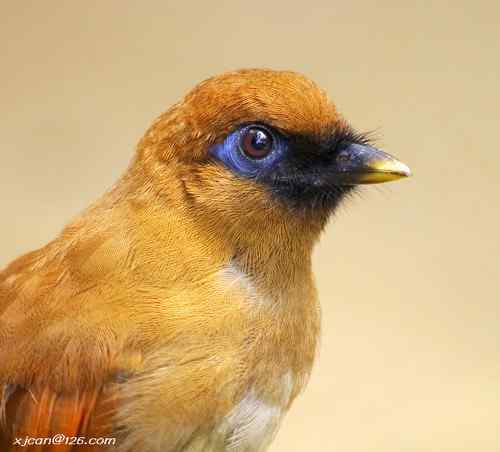 花鸟市场的逃逸鸟？绿翅金鸠和丽色噪鹛